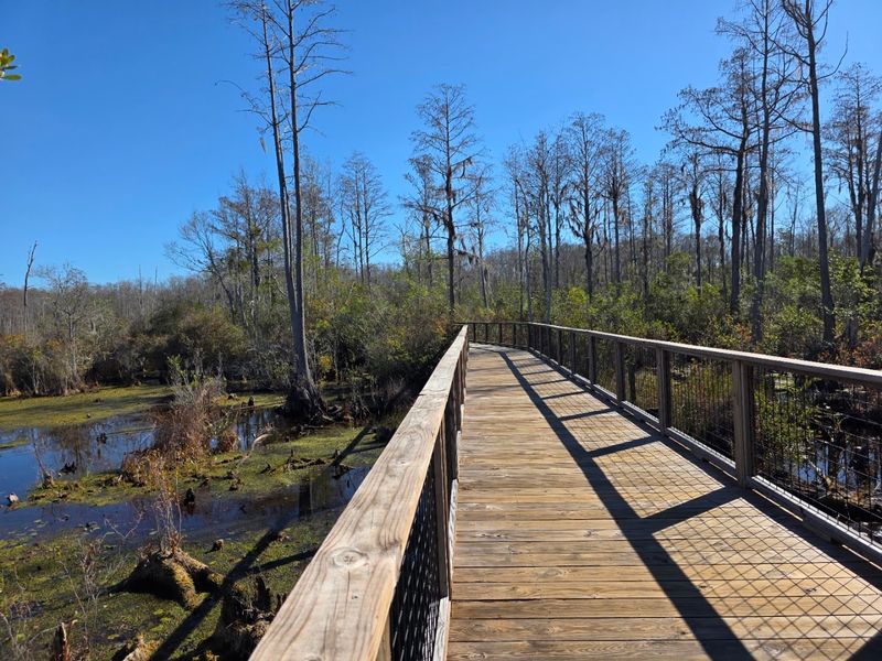 Blackwater Trails And Boardwalk Mood