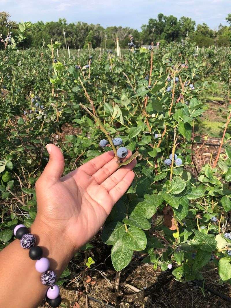 Lithia Berry Farms