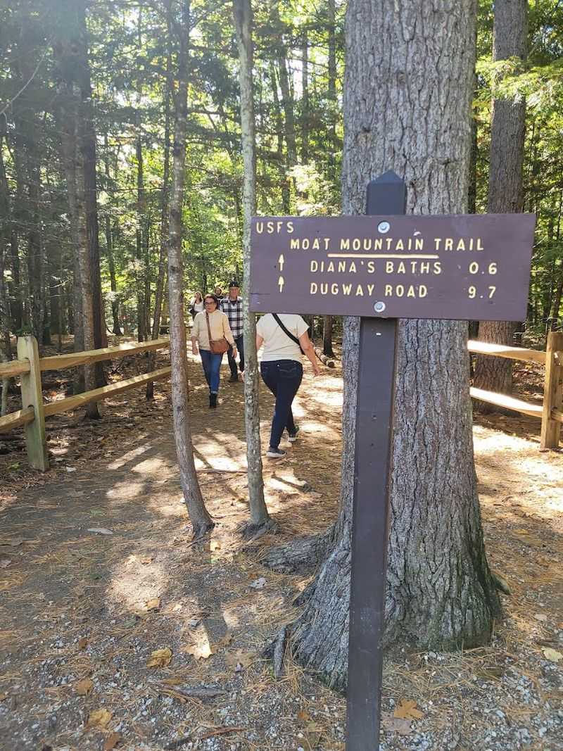 Historic Logging Legacy Shapes Modern Landscape