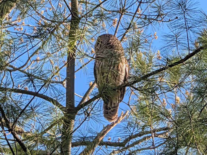 Birdwatching Hotspots For Feathered Friends