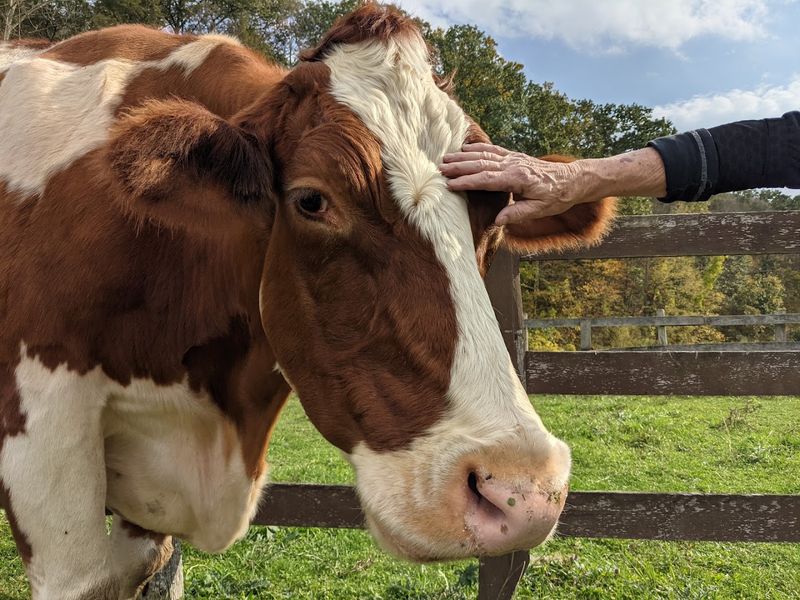 Catskill Animal Sanctuary - Saugerties, Ulster County