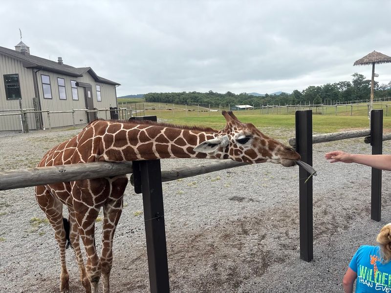 The Giraffe Feeding Steals The Show
