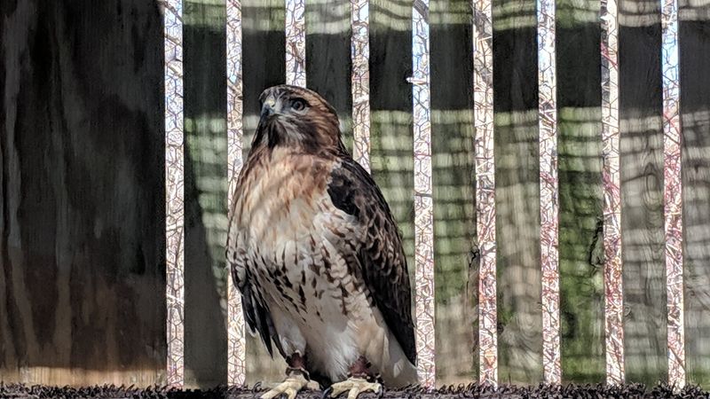 Iowa Raptor Project - Davenport, Scott County, Iowa