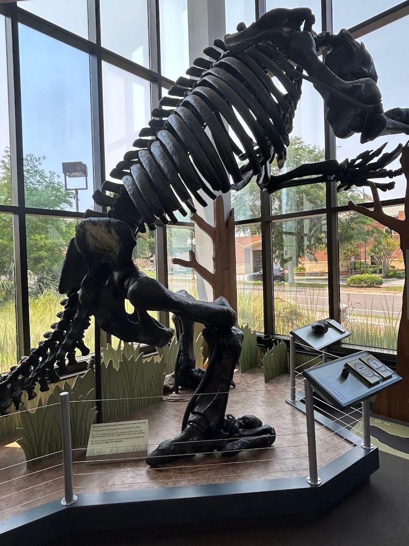 Cape Fear Museum of History and Science — Wilmington