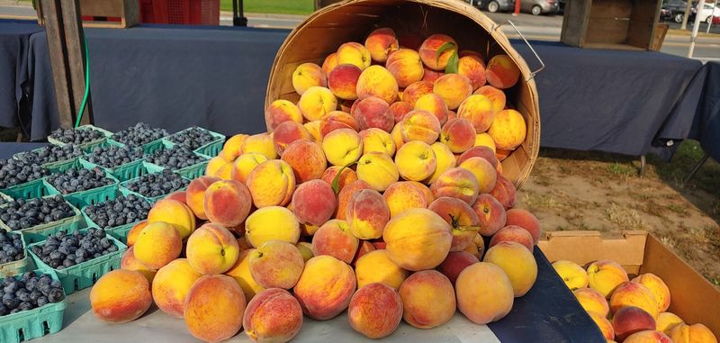 Wakefield Farmers Market