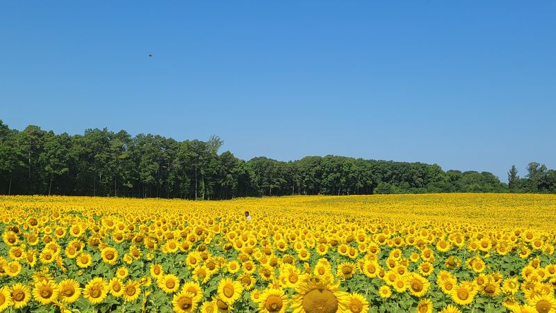 Alvis Farms (Sunflower Festival)