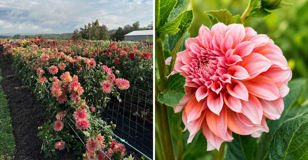 August Is The Perfect Time To Visit These 12 Pennsylvania Dahlia And Sunflower Fields