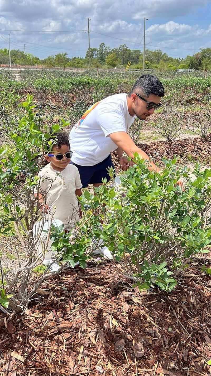 Sunshine Blueberry Farm