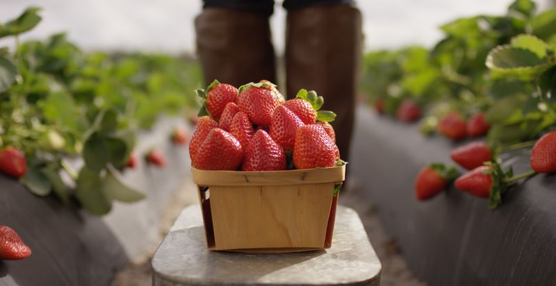 Wish Farms - Bellville, Richland County