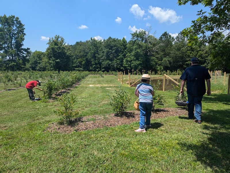 Sheepberry Farm