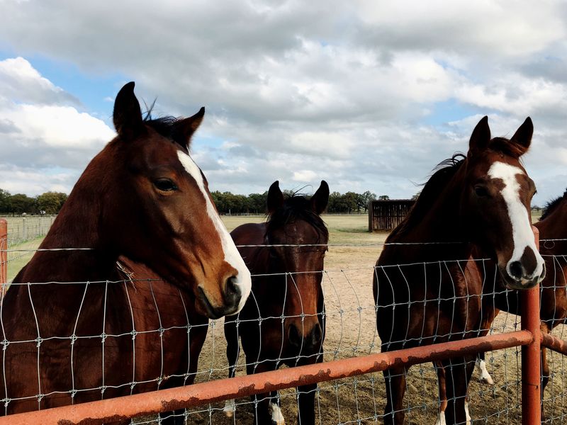 Mountain Horse Farm &mdash; Naples, New York