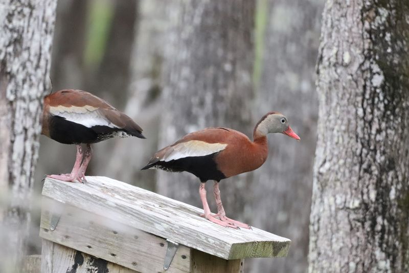 Donnelley Wildlife Management Area 