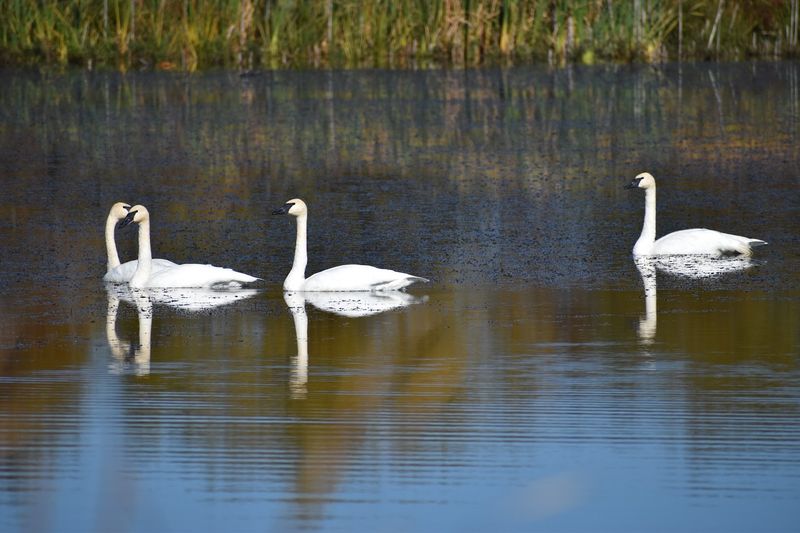 Iroquois National Wildlife Refuge, Basom, Genesee County