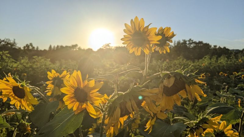 Wilson's Orchard - Iowa City, Johnson County, Iowa