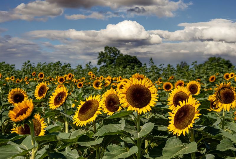 Seiple Farms