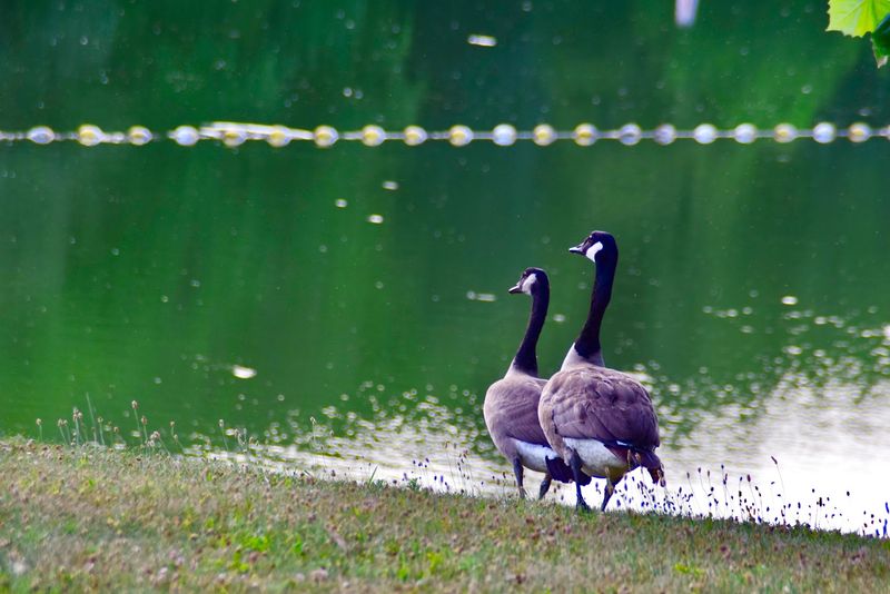 Wildlife That Makes the Flowers Even Better