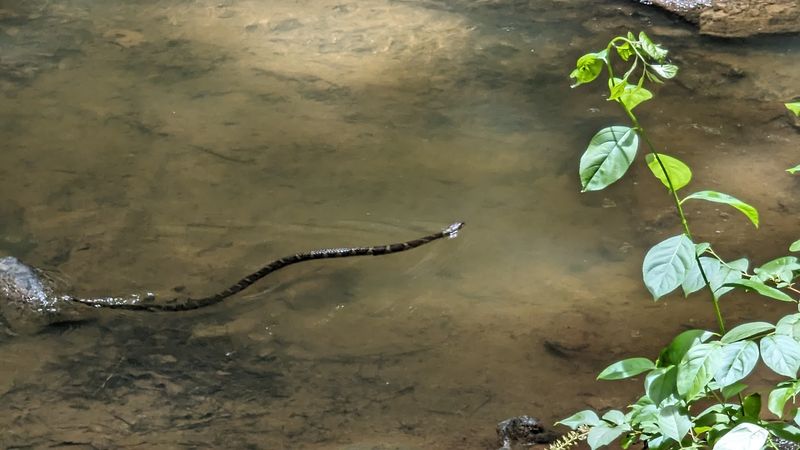 Wildlife You're Likely To Spot