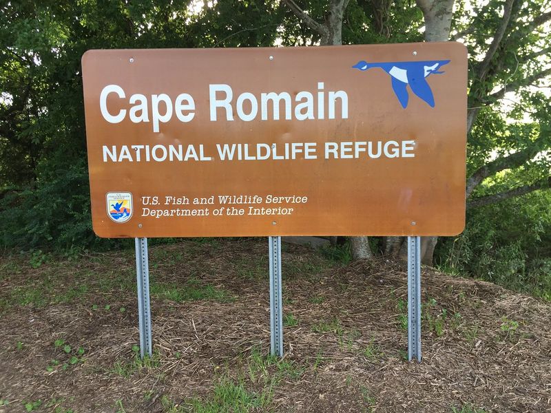 Cape Romain National Wildlife Refuge 