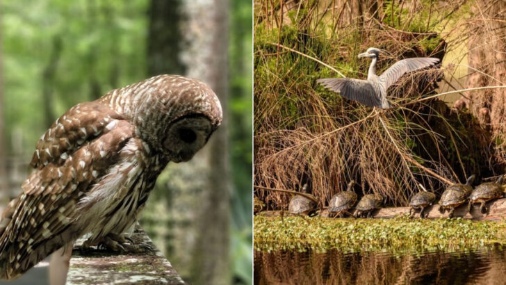 Bird Lovers Keep Recommending These 11 South Carolina Sanctuaries For Good Reason