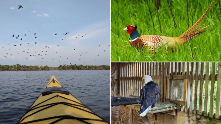 Birdwatchers Keep Coming Back To These 11 Iowa Bird Sanctuaries