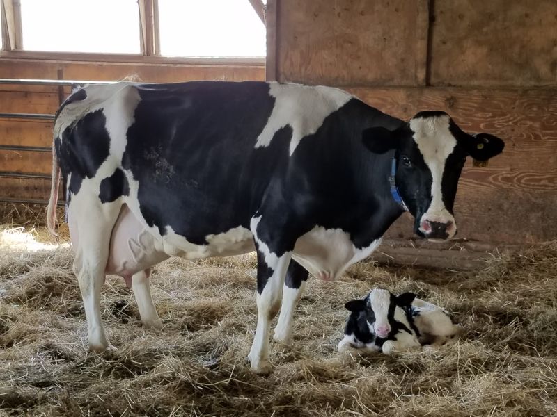Hastings Farm LLC