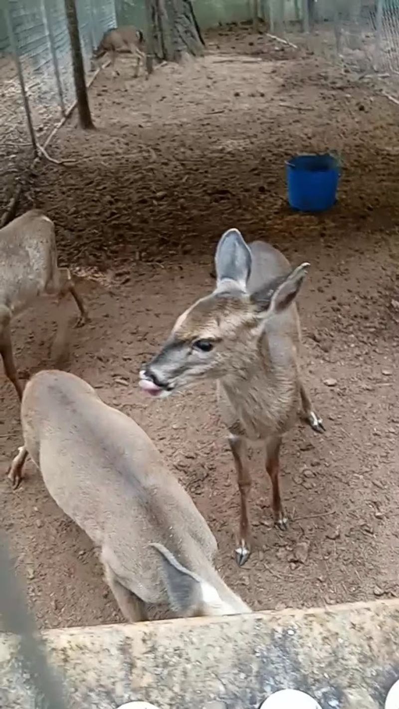 Magnolia Fawn Rescue