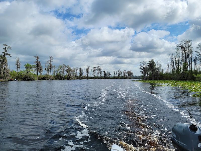 Paddling Into The Okefenokee