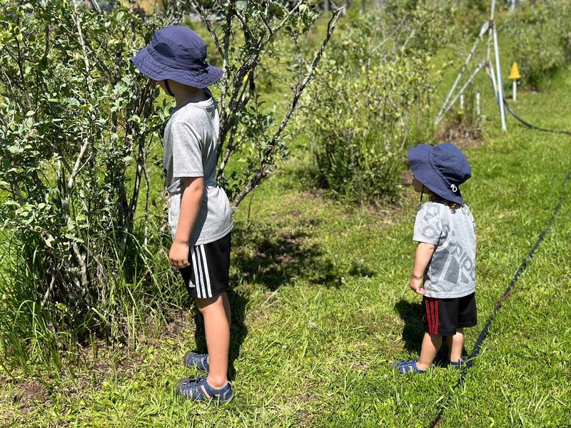 Kent's Blueberry Farm