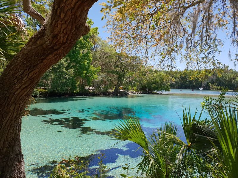 Silver Glen Springs Recreation Area - Ocala National Forest