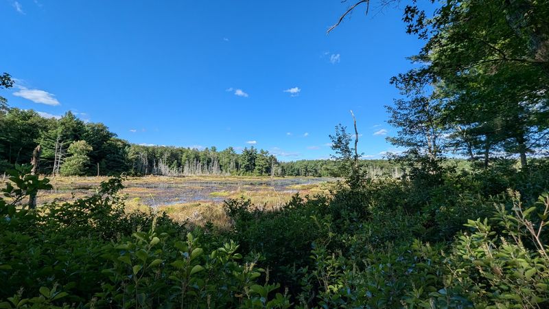 Cedar Swamp And Wild Variety
