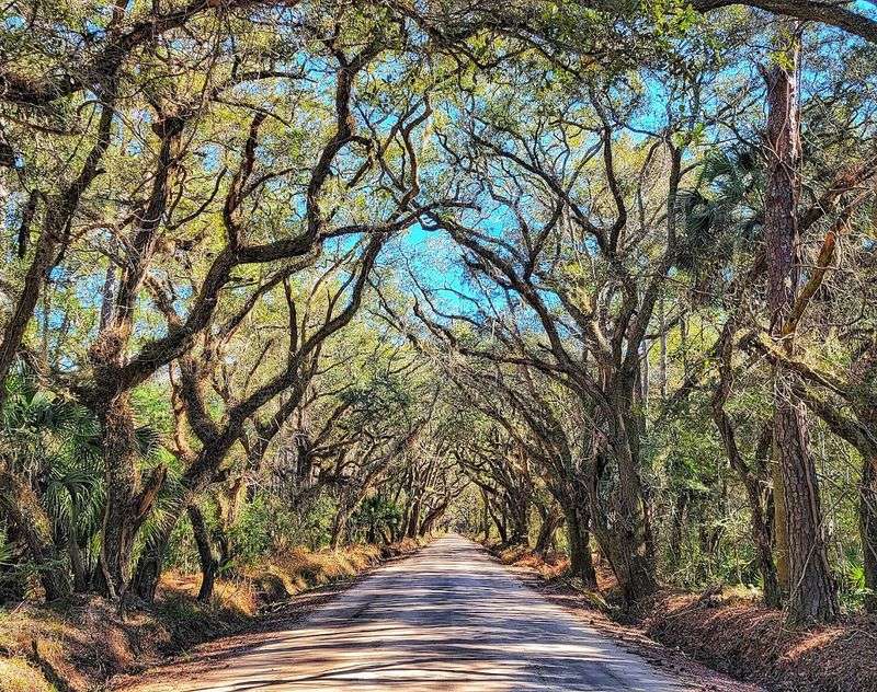 The Half-Mile Path Through Coastal Wilderness