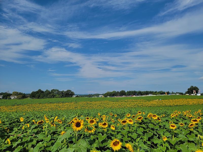 Beaver Dam Farm