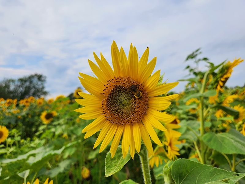 Medina Sunflower Farm - Burbank, Wayne County