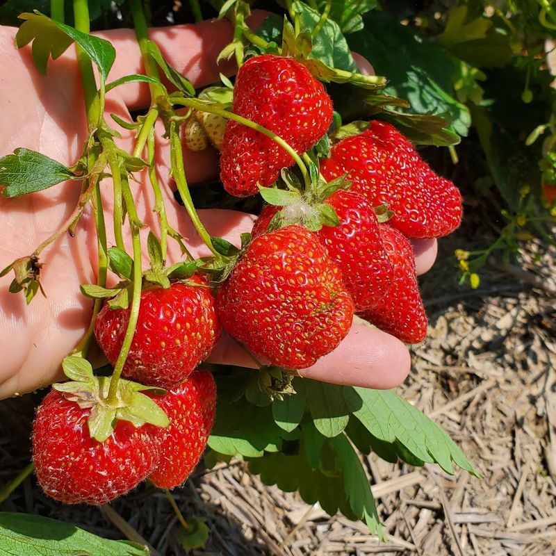 Sunny Slope Farms - Harrison, Hamilton County
