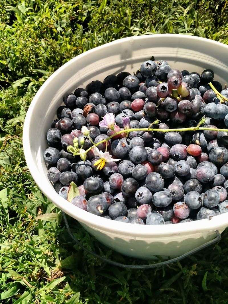 Mt. Airy Orchards