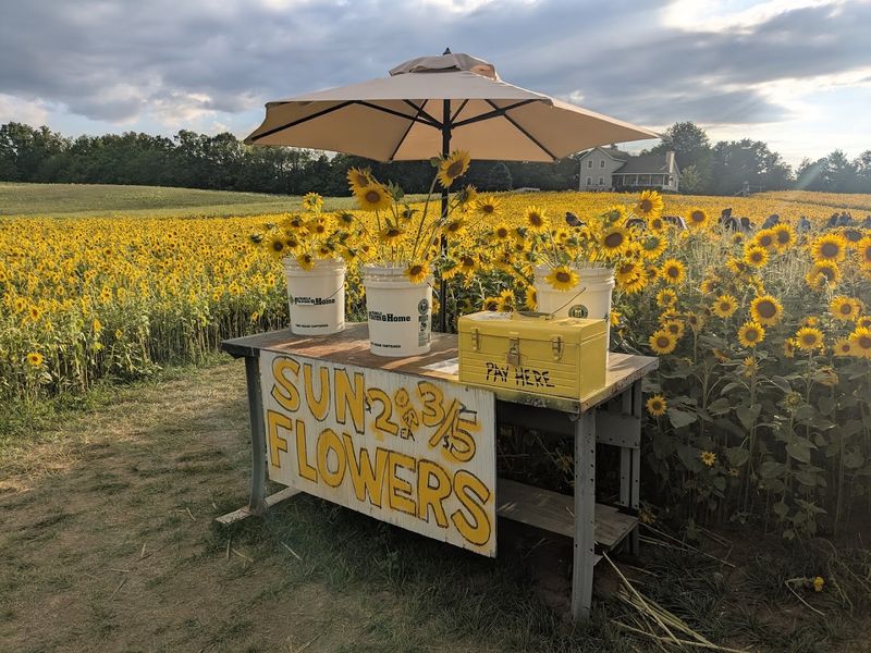 Gorby Sunflowers