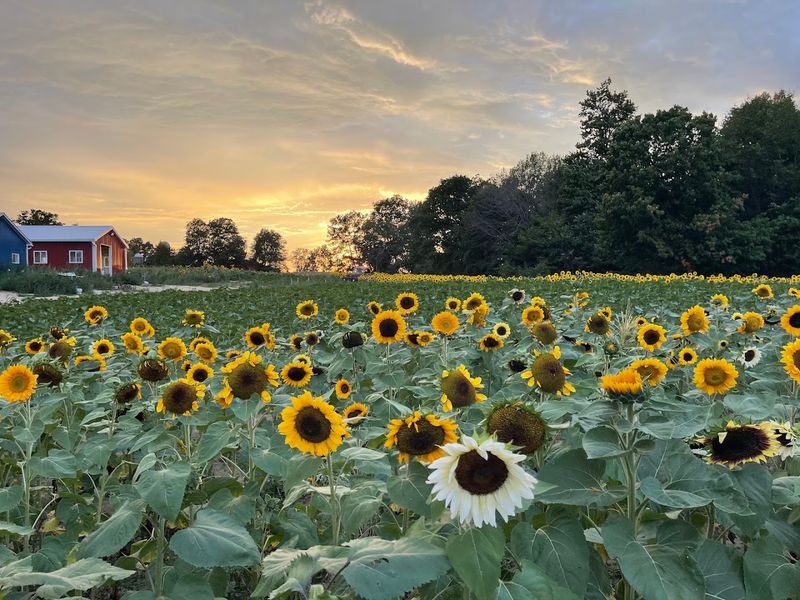 Ankley Family Farm