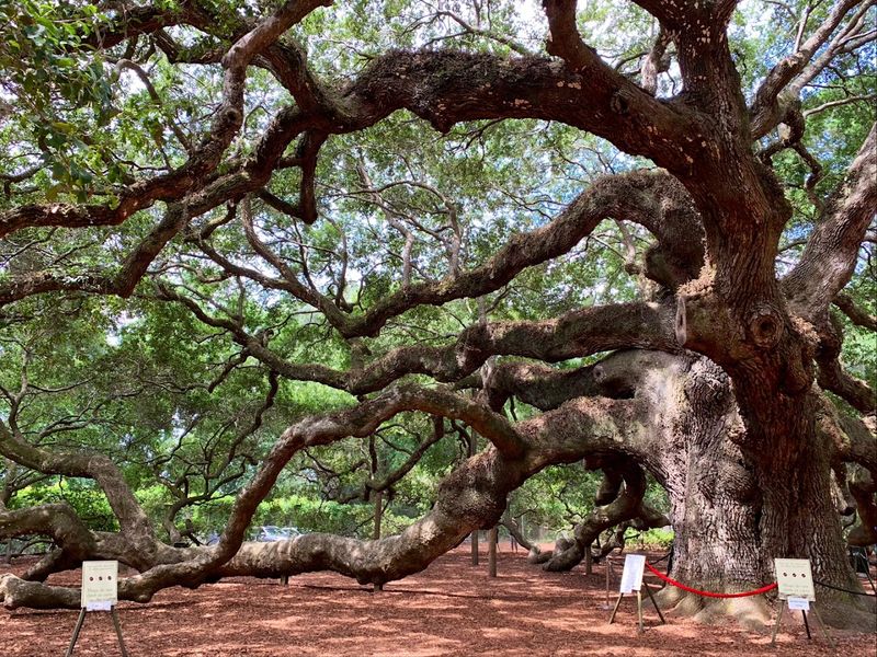 Angel Oak Tree - Johns Island, Charleston County