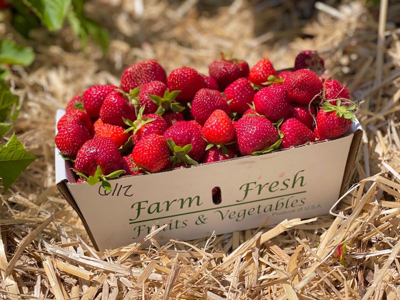 Tougas Family Farm - Northborough, Worcester County