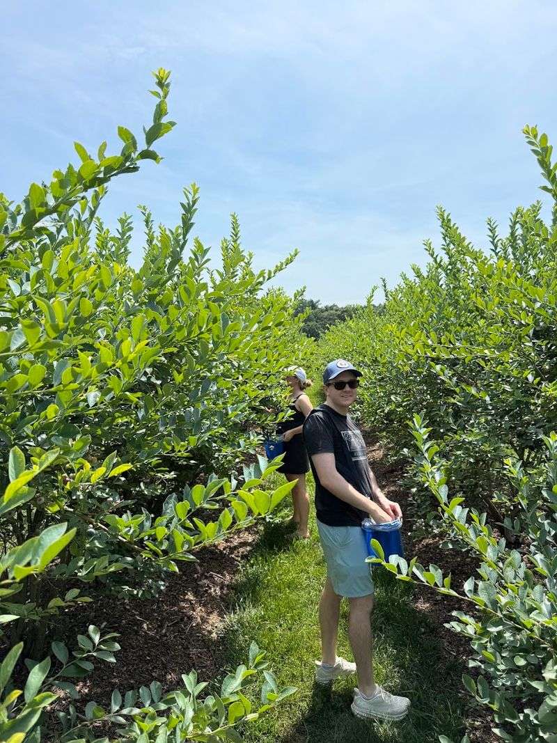 Campbell's Berry Farm