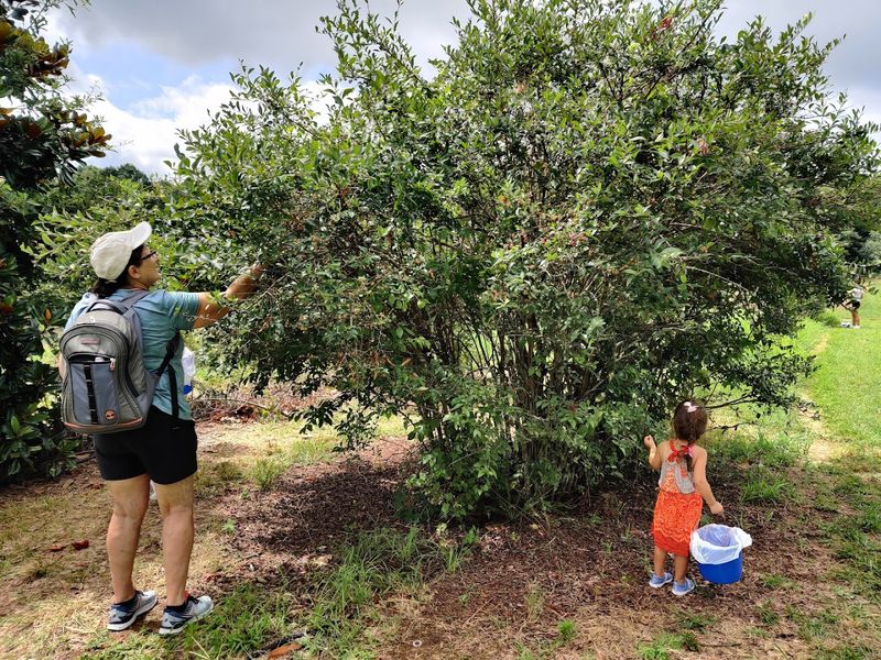 Berry Patch Farms