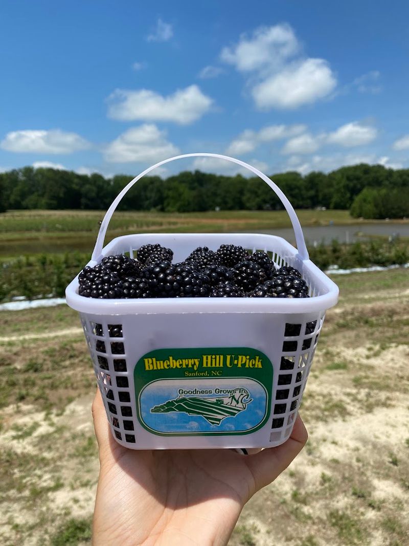 Blueberry Hill U-Pick