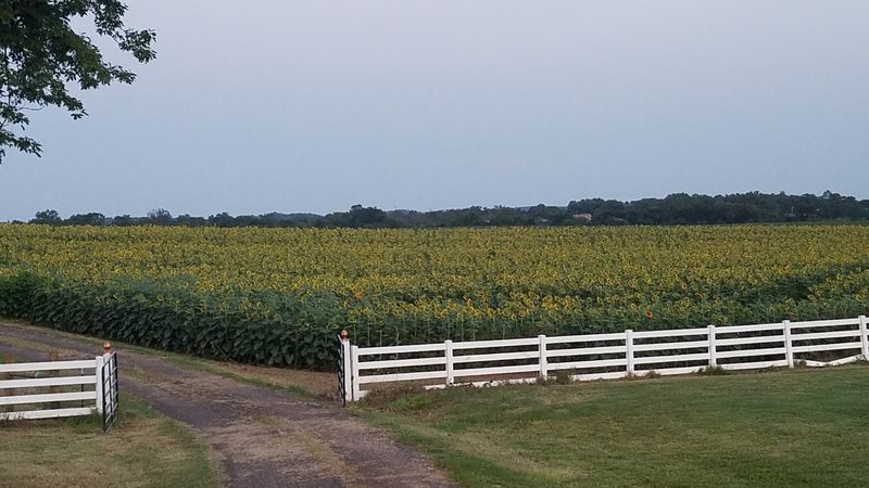 Auburn Farm Sunflower Patch