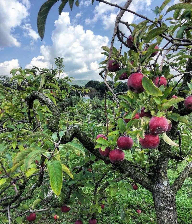 Hillcrest Orchards, Ellijay, Gilmer County