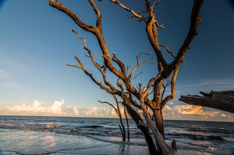 Edisto Beach State Park, Edisto Island, Colleton County