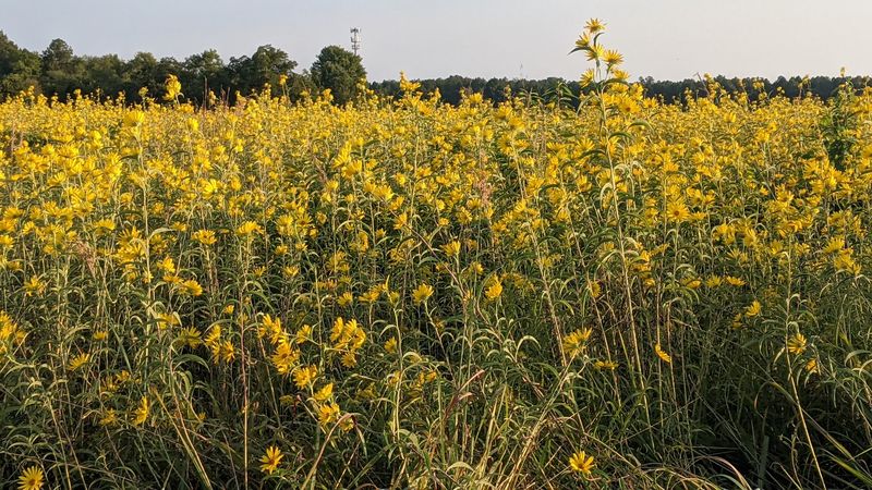 Rappahannock River Valley National Wildlife Refuge - Warsaw, Richmond County