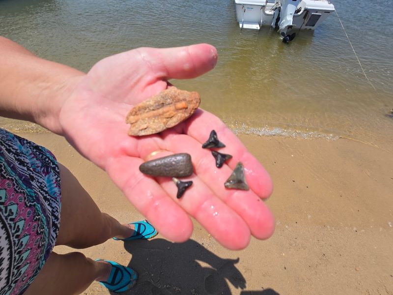 Shark Tooth Island (Potomac River)