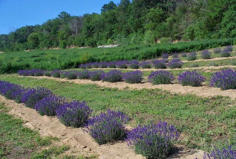 Loess Hills Lavender Farm (Missouri Valley)