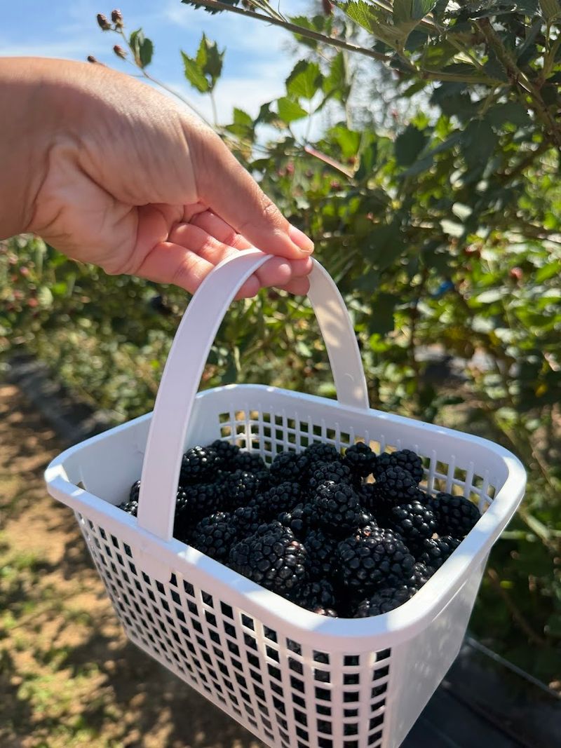 Bumble Berry Farms