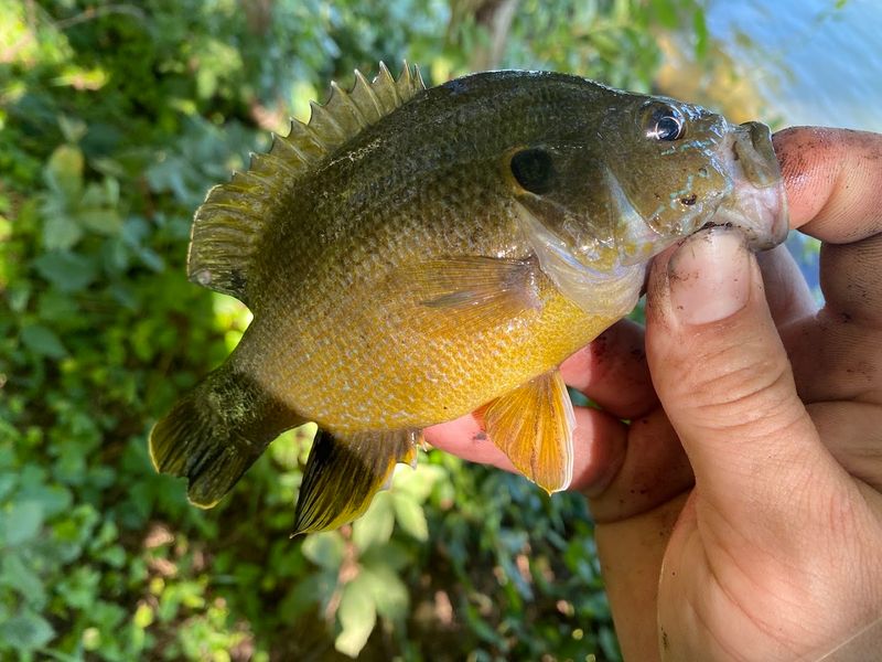 Casting Lines For Trophy Bass